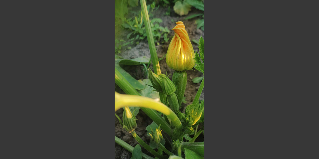 zucchini